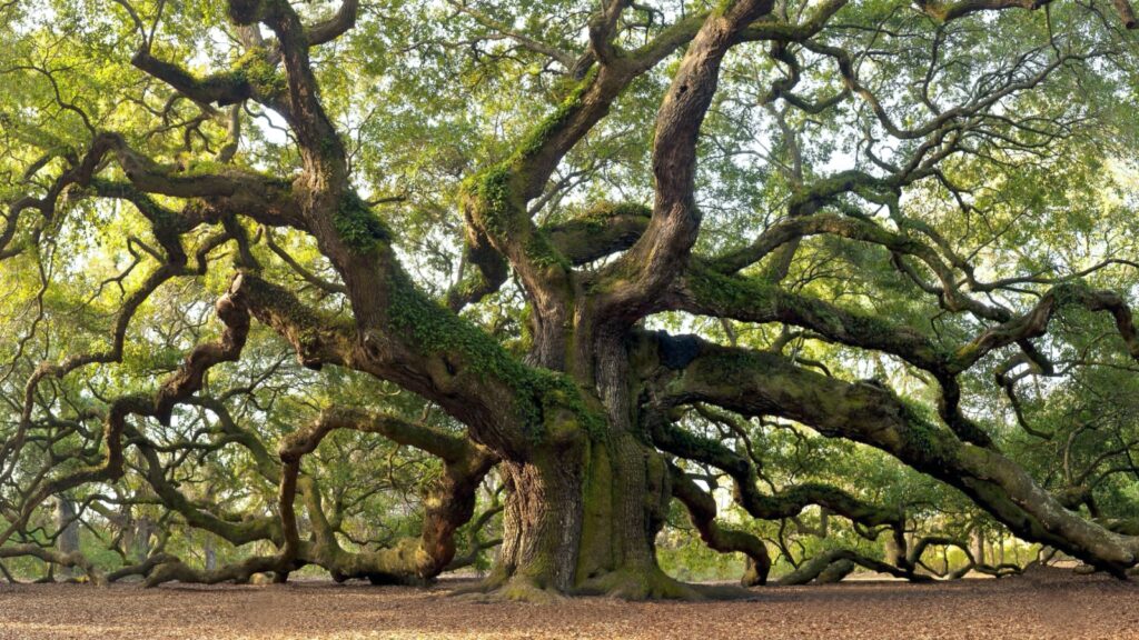 Old Oak Tree