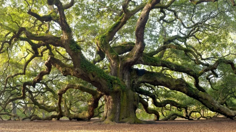 Old Oak Tree