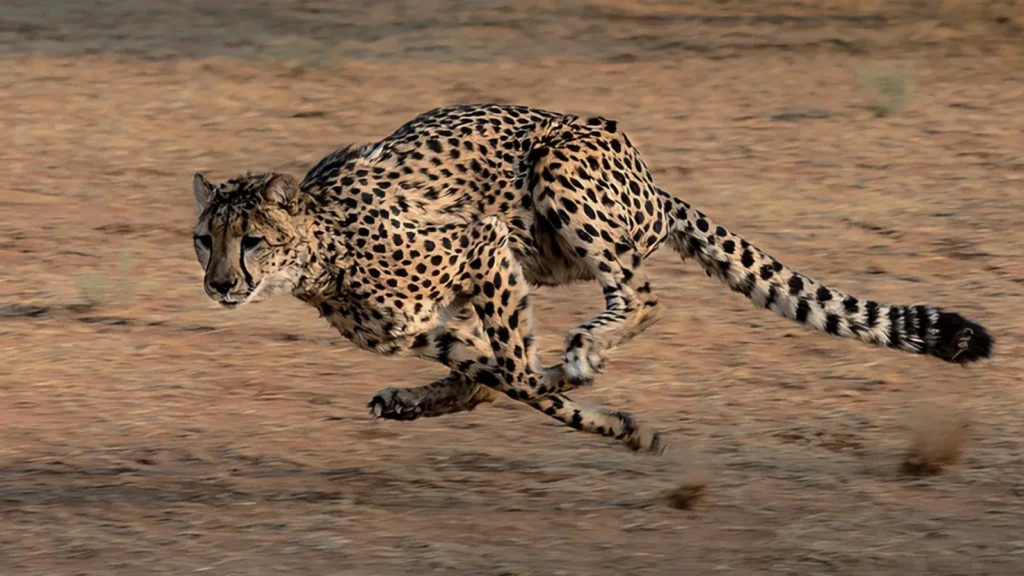 A cheetah running at full speed across dry ground