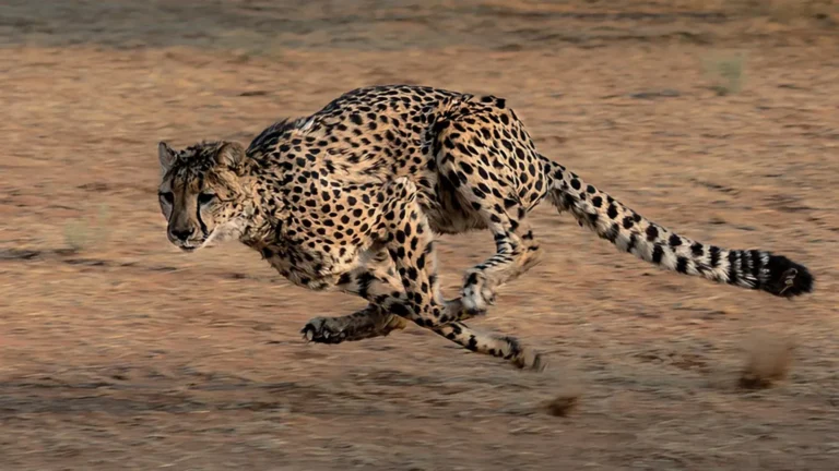 A cheetah running at full speed across dry ground